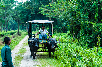 Gorumara Lataguri Tour (3N/ 4D)