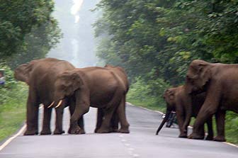 Jaldapara Gorumara Tour (4N/ 5D)